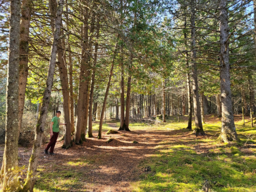 A person in a green shirt walks along a sunlit path through a dense forest of tall trees.