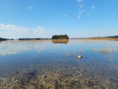 A serene lake scene with clear water, a small island, and tall grasses under a blue sky with scattered clouds.