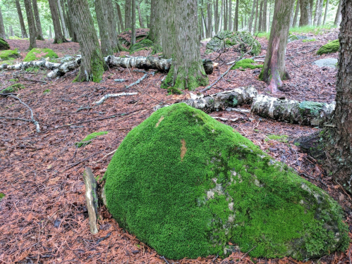 A moss-covered rock in a forest with trees and fallen branches, surrounded by pine needles and greenery.
