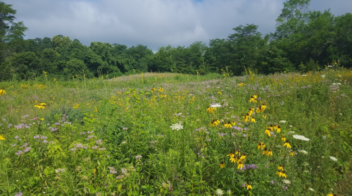 A vibrant wildflower field with yellow and purple blooms under a cloudy sky, surrounded by lush green trees.