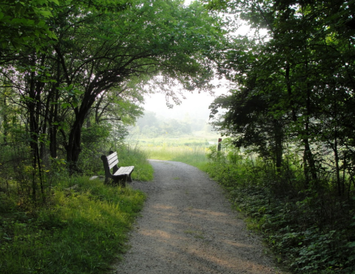 A gravel path winds through lush greenery, leading to an open field, with a wooden bench nestled under trees.
