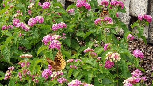 A vibrant garden filled with pink flowers and orange butterflies fluttering among the blooms.