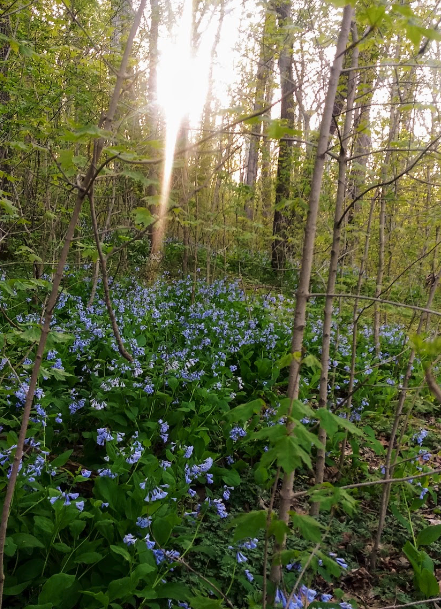 A sunbeam shines through trees over a forest floor covered in blue flowers.