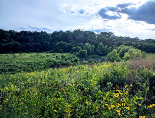 Lush green landscape with wildflowers in the foreground and a wooded area under a partly cloudy sky.