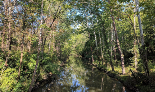 A serene creek surrounded by lush green trees and foliage under a clear blue sky.