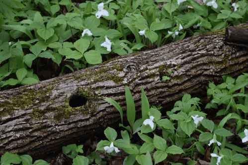 A moss-covered log surrounded by green leaves and white flowers in a natural setting.