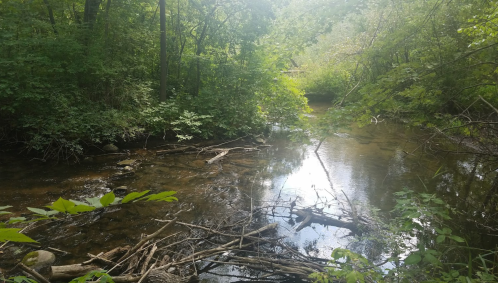 A serene forest scene featuring a calm stream surrounded by lush greenery and fallen branches.