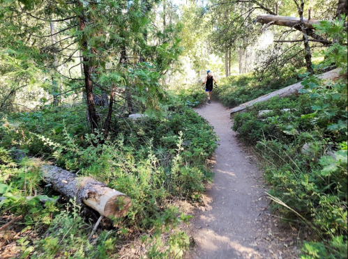 A person walks along a narrow dirt path through a lush, green forest with fallen logs and dense vegetation.