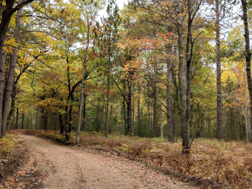A dirt path winds through a forest with trees displaying vibrant autumn foliage.