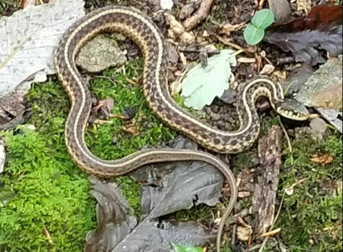 A brown and tan snake slithers over moss and leaves on the forest floor.