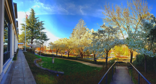 A scenic view of a park with blooming trees, a pathway, and a building on the left under a clear blue sky.