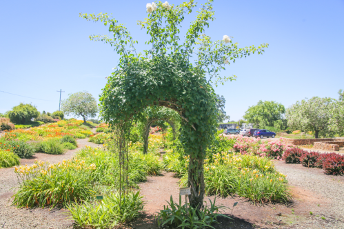 A lush garden with colorful flowers and a green archway under a clear blue sky.