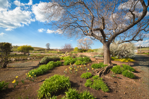 A serene garden scene featuring a bare tree, blooming flowers, and lush greenery under a bright blue sky.