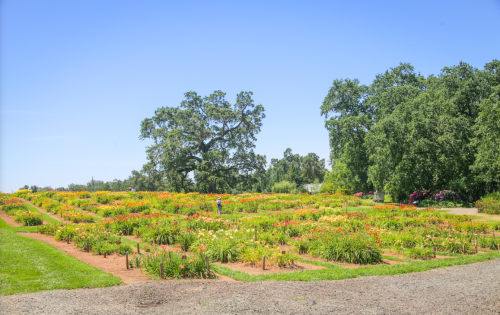 A vibrant flower garden with colorful blooms under a clear blue sky, featuring a large tree in the background.