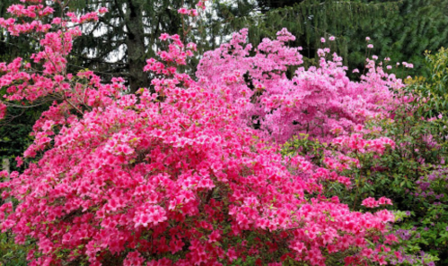 Vibrant pink flowers bloom abundantly on lush green bushes in a garden setting.