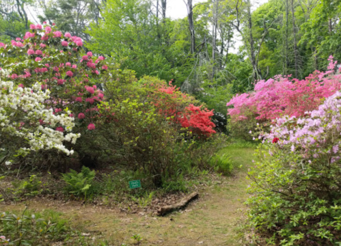 A vibrant garden path surrounded by blooming azaleas in various colors, including pink, white, and red.