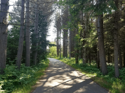 A serene pathway winding through tall trees, surrounded by lush greenery and dappled sunlight.