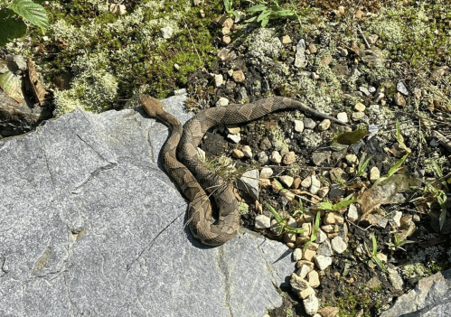 A brown snake resting on a rocky surface surrounded by small stones and green vegetation.