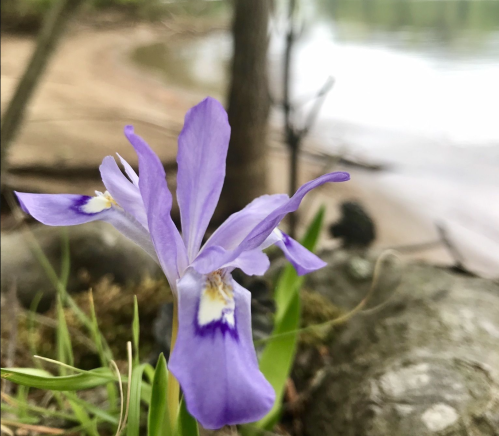 A close-up of a purple iris flower growing near a calm lake, with blurred background of water and shoreline.