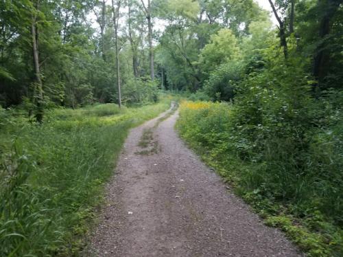 A winding dirt path through a lush green forest, surrounded by trees and wildflowers.