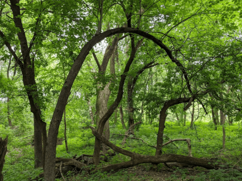 A lush green forest with trees, featuring a distinctive curved tree trunk in the foreground.