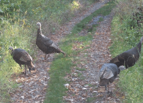 A group of wild turkeys walking along a narrow, leaf-strewn path in a grassy area.