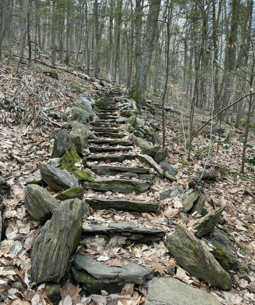 Stone steps lead through a wooded area, surrounded by fallen leaves and trees.