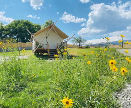A glamping tent on a grassy field surrounded by yellow wildflowers under a blue sky with fluffy clouds.
