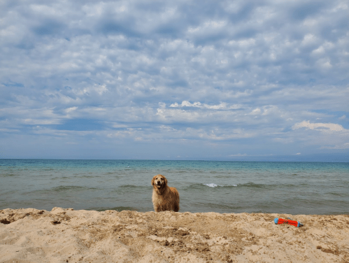 A golden retriever stands on a sandy beach by the water, with a cloudy sky overhead.