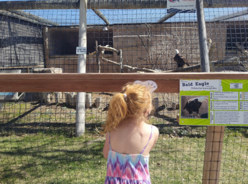 A child with red hair observes a Bald Eagle in a zoo enclosure, with informational signage nearby.