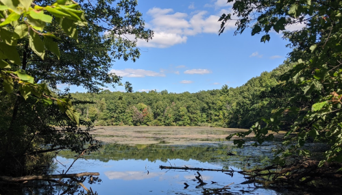 A serene pond surrounded by lush greenery and trees under a blue sky with scattered clouds.