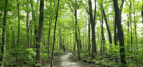 A serene forest path winding through tall trees with vibrant green leaves. Sunlight filters through the canopy.