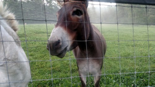 A close-up of a brown horse looking through a wire fence, with a misty green field in the background.