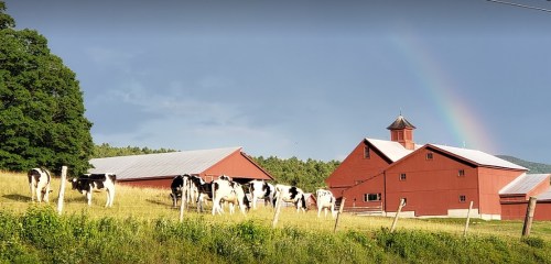 A scenic farm with black and white cows grazing, red barns, and a rainbow in the background under a cloudy sky.