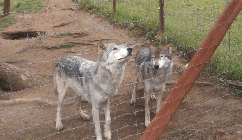Two wolves stand near a fence, looking curiously at the camera in a natural outdoor setting.