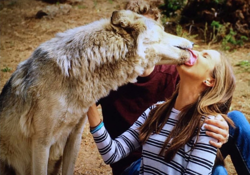 A person and a wolf share a playful moment, with the wolf licking the person's face in a natural setting.