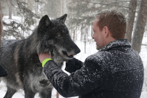 A person gently interacts with a large wolf in a snowy forest setting. Snowflakes are visible on both the wolf and the person.