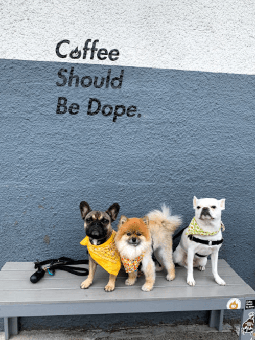 Three dogs in colorful bandanas sit on a bench in front of a wall with the text "Coffee Should Be Dope."