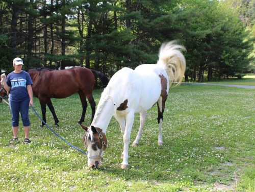 A person stands with a brown horse while a white horse grazes on clover in a grassy area surrounded by trees.