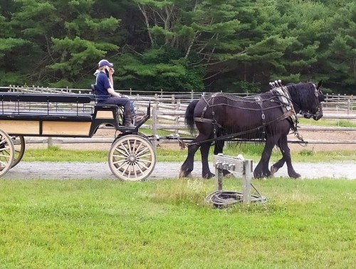 A person sits in a horse-drawn carriage pulled by a black horse, surrounded by green trees and a grassy field.