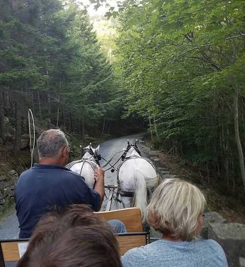 A view from a carriage ride, showing two white horses on a forested path with passengers in the foreground.