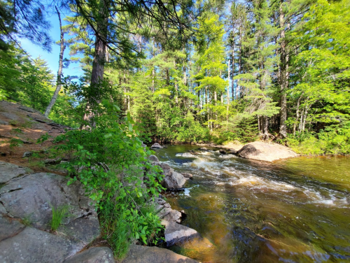 A serene river flows through a lush forest, surrounded by rocks and vibrant green trees under a clear blue sky.