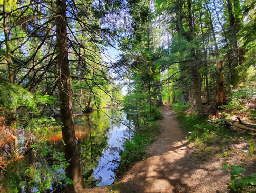 A serene forest path alongside a calm river, surrounded by lush green trees and sunlight filtering through the leaves.