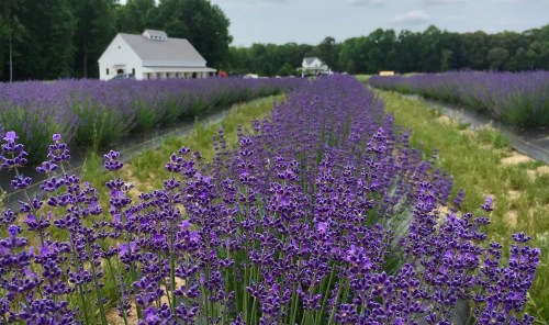 A vibrant lavender field stretches towards a white barn under a cloudy sky, with rows of purple flowers in bloom.