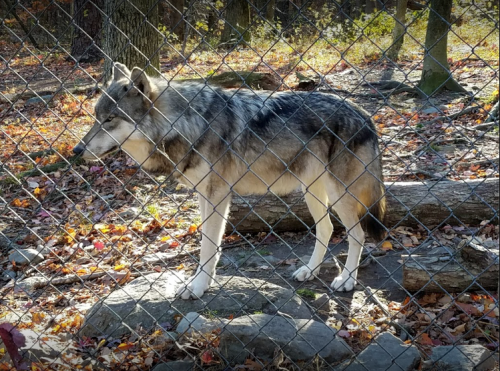 A gray wolf stands behind a chain-link fence, surrounded by autumn leaves and rocky terrain.