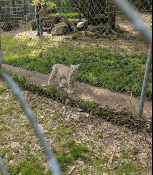 A lynx walks along a path inside a fenced enclosure, with a person in the background observing.