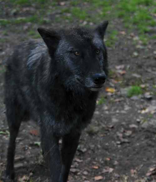 A black wolf stands on a forest floor, surrounded by greenery and fallen leaves, looking intently at the viewer.