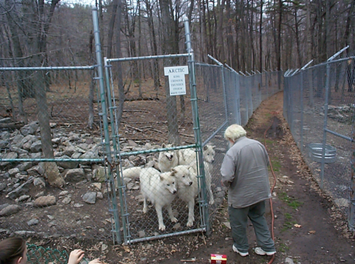 A person interacts with a group of white wolves behind a fenced enclosure in a wooded area.