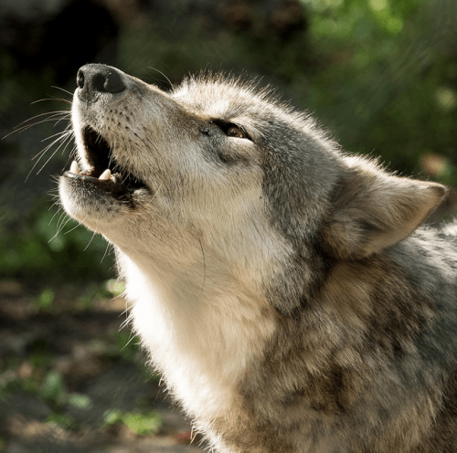 A close-up of a wolf howling, showcasing its fur and expressive features against a natural background.