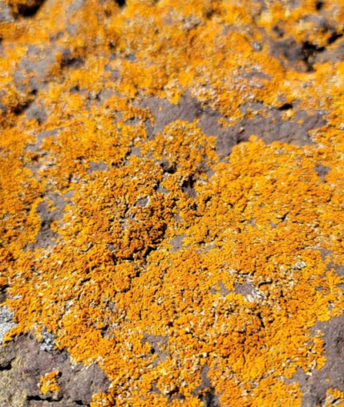 Close-up of vibrant orange lichen covering a rocky surface, showcasing intricate textures and patterns.